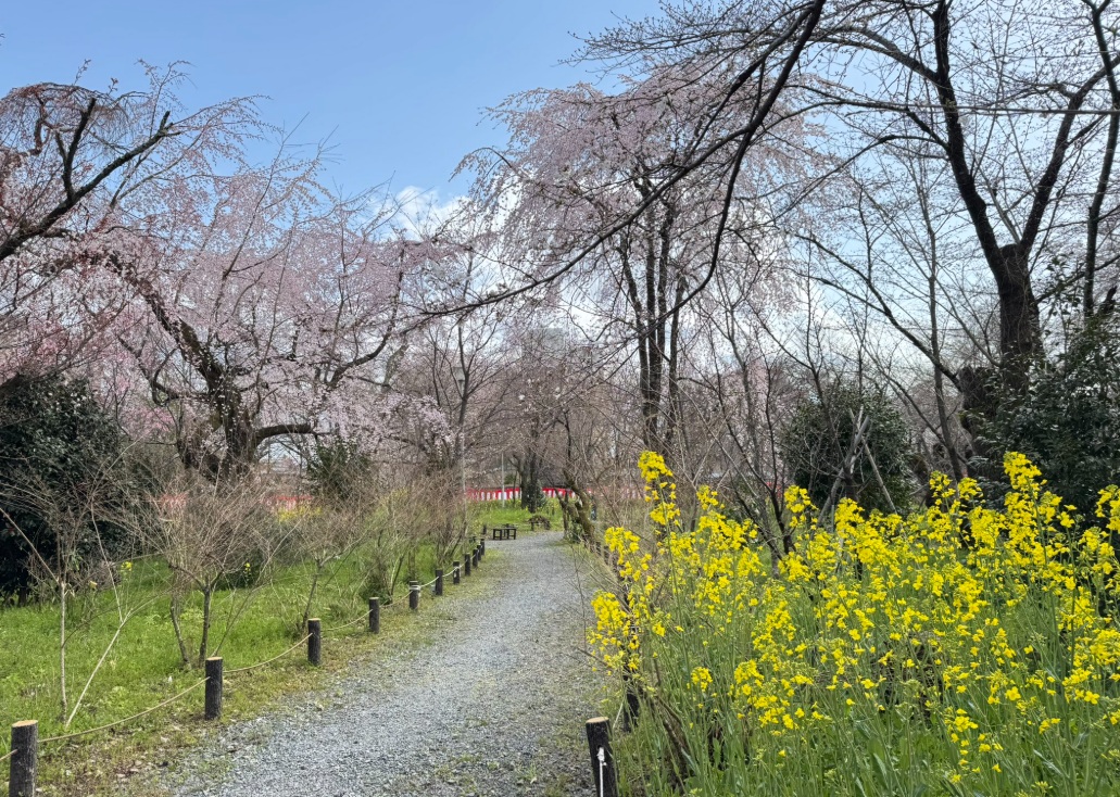 平野神社　桜苑